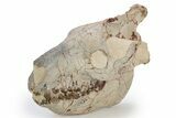 Fossil Oreodont (Eporeodon) Skull - South Dakota #249250-7